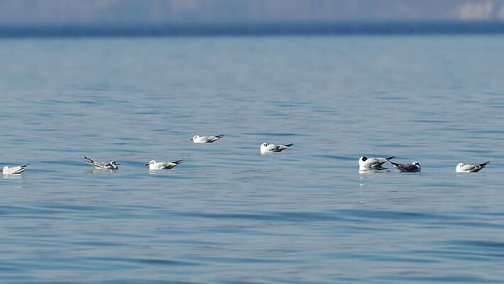 동물 바다 컬러 백그라운드 캐나다 자연 벽지 갈매기 조류 표면 영국 오리 사람없음 야외 파란색 빛 뷰티 반사 검은색 수영 봄 자유 흰색 연못 액체 수면 닫기 콜롬비아 크루즈 깃털 속도 부리 계산서 동물상 4K MOV 해외동영상 클립영상 계절 유럽 컨셉 북아메리카 배_교통 모션 물 조형물 수상스포츠 남아메리카 생태계 동영상 파일형식