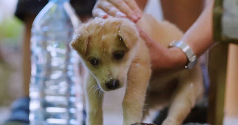 동물 응시 행복 어린이 새끼 포유류 털 관리 사람 사람없음 야외 물 반려동물 노란색 목욕 개 달콤 강아지 빨래 작음 비누 송곳니 기르기 유래 4K 순혈 MOV 해외동영상 클립영상 자연요소 시선 감정 컬러 가사 위생용품 청결 맛 치아 크기 동영상 돌봄 파일형식