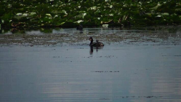 동물 유럽 호수 야생동물 바다 자연 조류 덴마크 사람없음 야외 빨간색 물 뷰티 반사 검은색 봄 잠수부 서식지 다뉴브강 동물상 4K MP4 해외동영상 클립영상 자연요소 계절 나라 컬러 북유럽 조형물 전문직 생태계 동영상 파일형식