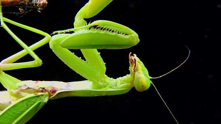 동물 1 유럽 야생동물 곤충 백그라운드 절지류 자연 무척추동물 안테나 사람없음 초록색 기도 벌레 생물학 육식동물 사냥꾼 내추럴 동물상 포식 4K MP4 해외동영상 클립영상 직업 교육 나라 컬러 통신 조형물 생태계 동영상 파일형식