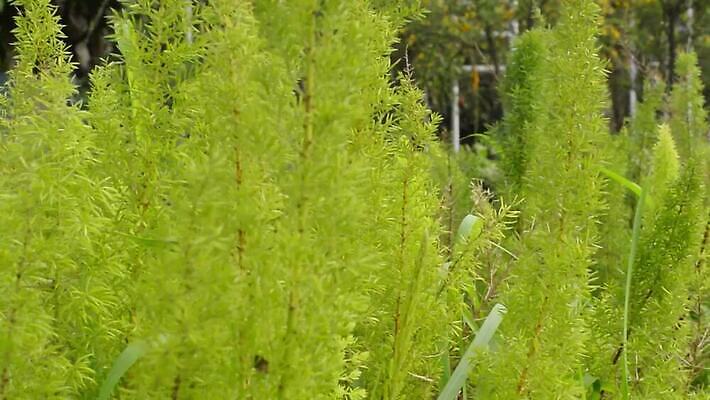 나무 식물 계절 꽃 백그라운드 단풍 잎 꽃무늬 농업 자연 풍경 사람없음 야외 초록색 여름 햇빛 환경 정원 봄 벚꽃 가을 시골 신선 삼 허브 환경보전 원예 마약 삼림지대 열대기후 MOV 해외동영상 클립영상 산업 컬러 무늬 채소 취미 태양 숲 사회이슈 생태계 동영상 파일형식