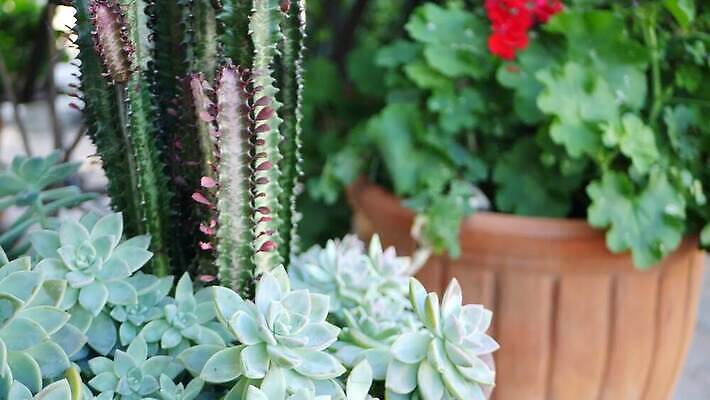 식물 꽃 화분 화초 백그라운드 선인장 사람없음 장식 초록색 정원 미국 사막 가시 닫기 냄비 캘리포니아 점토 철조망 상록수 애리조나 내추럴 다육식물 오리지널 이국적 제라늄 특별함 카피스페이스 그리너리 세련 4K 건조기후 MP4 해외동영상 클립영상 컬러 컨셉 북아메리카 모션 공백 솥 동영상 파일형식 트랜드컬러