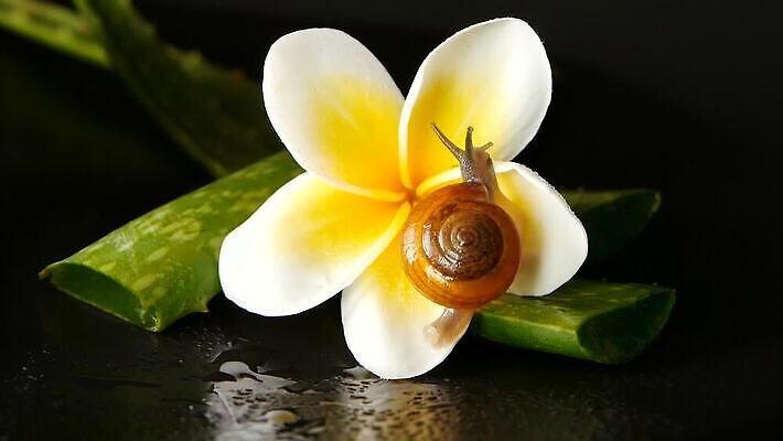 식물 동물 꽃 음식 백그라운드 컨셉 잎 꽃무늬 모션 자연 연체동물 건강 사람없음 장식 초록색 물 뷰티 노란색 스파 화장품 촉촉함 벚꽃 흰색 신선 개화 이슬 묘사 유기농 달팽이 덮기 내추럴 고립 떠남 알로에 카피스페이스 끈적임 MOV 해외동영상 클립영상 자연요소 웰빙 컬러 무늬 무척추동물 공백 젖음 생태계 동영상 파일형식