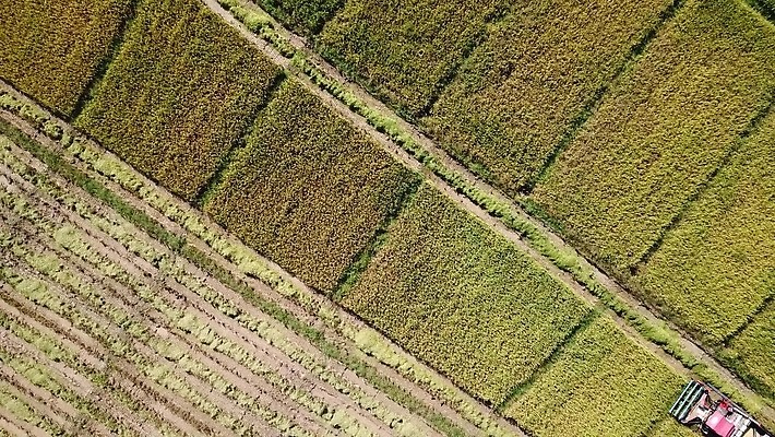 식물 산업 선 백그라운드 패턴 밭 농업 공장 자동차 태국 자연 씨앗 풍경 사람없음 초록색 농작물 농장 농경지 기계 흙 운전 수확 시골 작업 땅 질감 회전 날것 탱크 트랙터 엔진 밀짚 내추럴 돌리기 드론 땅바닥 전력질주 조감도 줄서기 4K MOV 해외동영상 클립영상 아시아 육상교통 컬러 무늬 공업 모션 바닥 짚 농기계 생태계 특수차량 동영상 파일형식