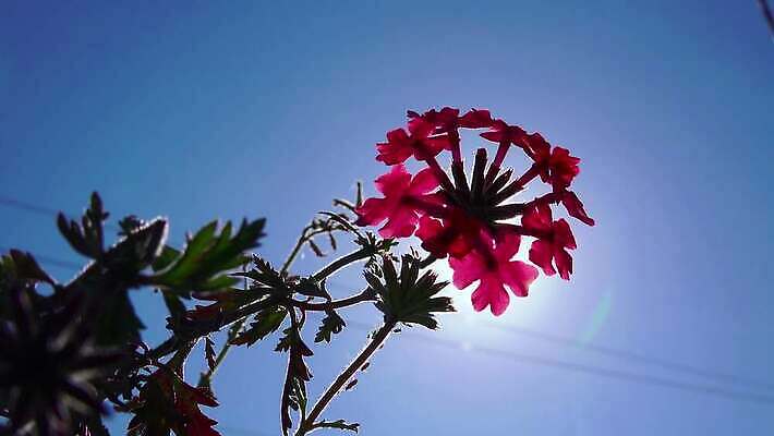 식물 계절 꽃잎 꽃 분홍색 컬러 백그라운드 꽃무늬 자연 사람없음 야외 초록색 물 여름 태양 뷰티 정원 봄 벚꽃 개화 그림 내추럴 프리뮬러 카피스페이스 4K MP4 해외동영상 클립영상 자연요소 무늬 공백 생태계 동영상 파일형식