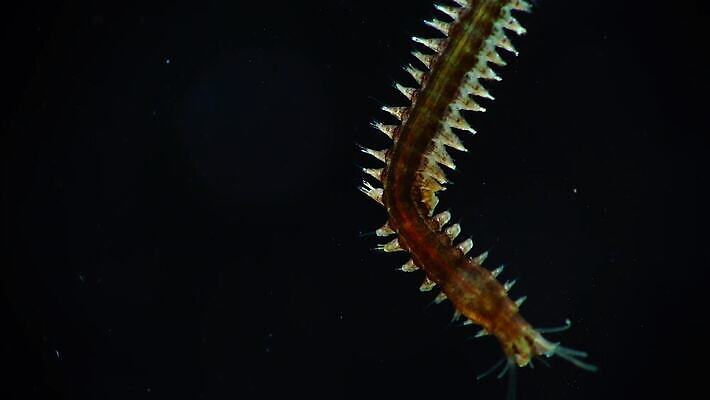 동물 야생동물 바다 자연 무척추동물 사람없음 물 환경 바닷속 수중 생태계 생물학 수족관 기어가기 동물상 생태학 소금물 4K 저서생물 MP4 해외동영상 클립영상 자연요소 교육 모션 생물 조형물 동영상 파일형식