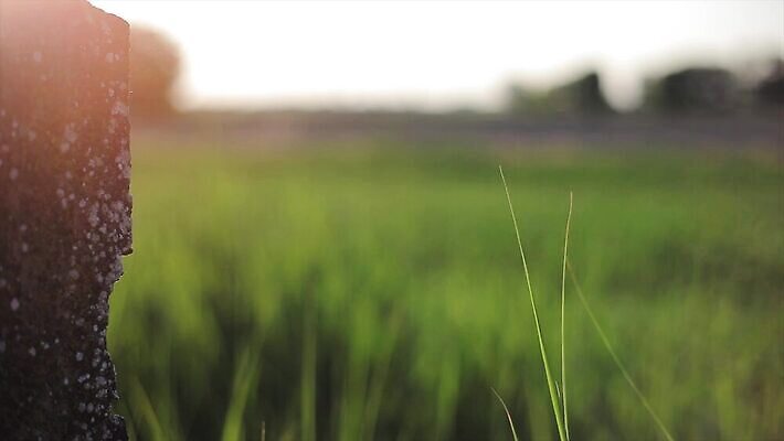 나무 식물 유럽 여행 백그라운드 밭 농업 건축양식 자연 하늘 파노라마 사람없음 야외 초록색 빛 태양 농장 농경지 평화 일출 일몰 봄 이탈리아 시골 언덕 장면 타운 시에나 양조장 토스카나 수평선 4K MP4 해외동영상 클립영상 자연요소 계절 건축 나라 산업 컬러 컨셉 촬영기법 노을 도시 생태계 동영상 파일형식