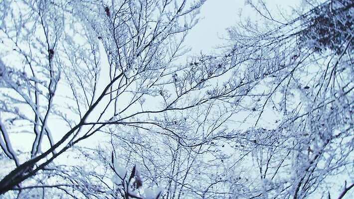나무 도로 여행 겨울 교통시설 자국 모션 자동차 자연 산 건강 사람없음 야외 물 걷기 냉동 하이킹 추위 흰색 나뭇가지 신선 숲 땅 속도 먼지 지역 진흙 그런지 마케도니아 선로 오프로드 자동 눈내림 4K MP4 해외동영상 클립영상 자연요소 식물 계절 길 육상교통 컬러 교통 레저 눈_날씨 시설 생태계 동영상 파일형식 남유럽