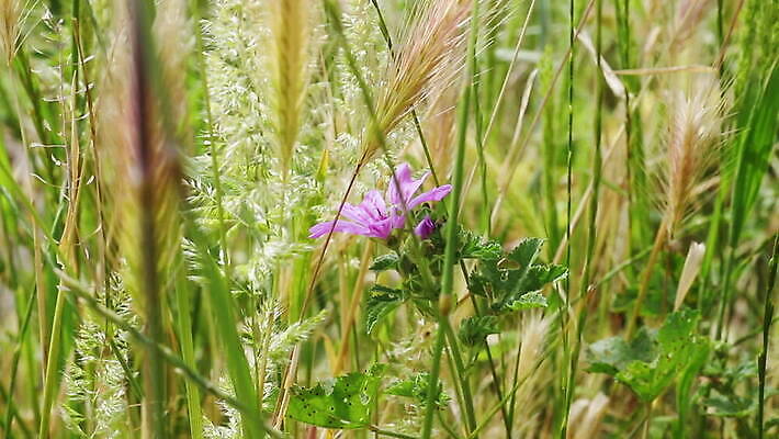 식물 계절 꽃 분홍색 꽃무늬 밭 자연 바람 사람없음 야외 장식 초록색 컬러풀 햇빛 정원 보라색 들꽃 벚꽃 시골 개화 약초 아욱 MOV 해외동영상 클립영상 자연요소 컬러 무늬 농업 날씨 태양 풀_식물 생태계 동영상 파일형식