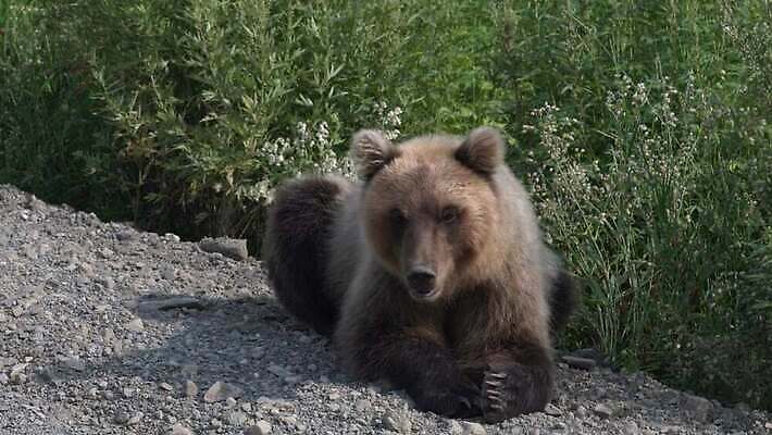 동물 아시아 야생동물 여행 곰 포유류 자연 털 표정 사람없음 야외 관광지 갈색 환경 숲 위험 큼 러시아 육식동물 사냥꾼 서식지 내추럴 동물상 러시아인 생태학 시베리아 총구 힘찬 4K MOV 해외동영상 클립영상 서양인 직업 교육 유럽 나라 컬러 컨셉 조형물 크기 생태계 동영상 파일형식