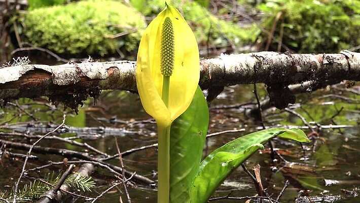 식물 꽃 컬러 자연 잉글랜드 사람없음 초록색 물 노란색 봄 젖음 습지 양배추 냄새 변소 서쪽 워싱턴 4K MP4 해외동영상 클립영상 자연요소 계절 채소 영국 미국 방향 생태계 동영상 파일형식
