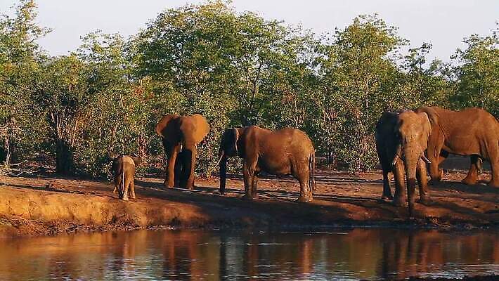 동물 야생동물 포유류 가족 아프리카 자연 코끼리 국립공원 사람없음 물 황혼 새벽 그룹 황무지 보호 사파리 서식지 남아프리카 보츠와나 보호구역 크루거 MOV 해외동영상 클립영상 멸종위기종 자연요소 공원 나라 컨셉 관계 일몰 생태계 동영상 남아프리카공화국 구역 파일형식