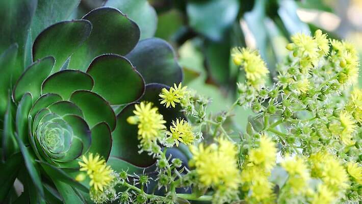 나무 식물 꽃 화초 백그라운드 꽃무늬 그림자 사람없음 아웃포커스 장식 노란색 정원 미국 어둠 사막 벚꽃 개화 분위기 닫기 그늘 피라미드 캘리포니아 화단 원뿔 내추럴 다육식물 블러 카피스페이스 세련 4K 건조기후 MP4 해외동영상 클립영상 도형 건축물 컬러 컨셉 북아메리카 무늬 모션 촬영기법 공백 동영상 랜드마크 파일형식