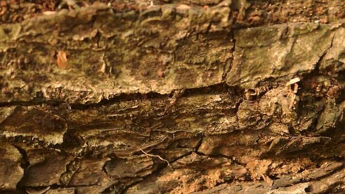 나무 식물 디자인 벽 백그라운드 자연 벽지 표면 날씨 건조 건설업 사람없음 목재 장식 환경 페인트 수확 골동품 소나무 거친 피부 유기농 목공예 나무껍질 시들음 지질학 콘크리트 비어있는 MP4 해외동영상 클립영상 웰빙 교육 산업 농업 재료 신체부위 껍질 공예 생태계 동영상 파일형식