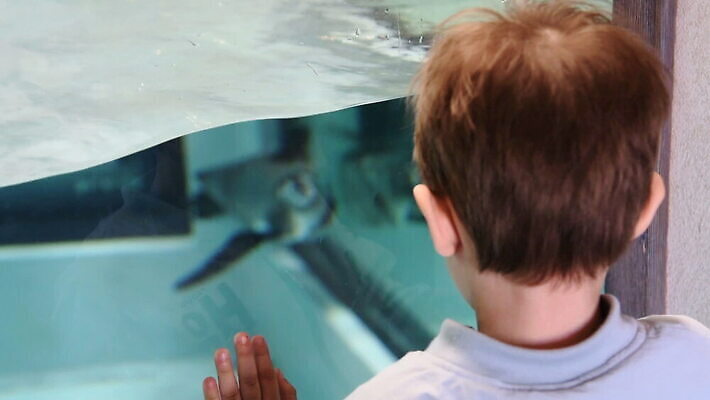 동물 응시 어린이 자연 유리 조류 동물원 한명 사람 소년 물 수중 수영 당구 손목시계 호기심 펭귄 새장 방문 칠레 관심 동물상 페루 MOV 해외동영상 클립영상 자연요소 1 시선 남자 감정 시계 컨셉 장신구 재질 조형물 구기 수상스포츠 남아메리카 생태계 동영상 케이지 파일형식