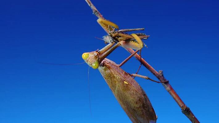 동물 여자 야생동물 곤충 절지류 자연 하늘 무척추동물 안테나 사람없음 초록색 파란색 갈색 기도 육식동물 내추럴 포식 4K MP4 해외동영상 클립영상 컬러 통신 사람 생태계 동영상 파일형식