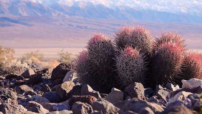 식물 계절 공원 여행 자연 선인장 통 사람없음 야외 빨간색 계곡 사막 가시 캘리포니아 내추럴 전국 4K MP4 해외동영상 클립영상 공공시설 컬러 미국 생태계 동영상 파일형식