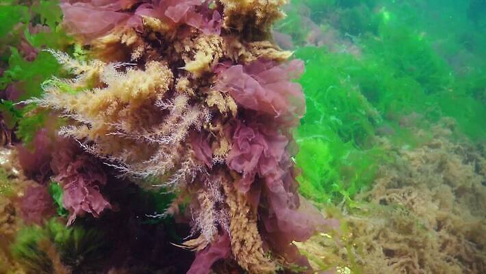 식물 바다 자연 사람없음 초록색 물 바닷속 수중 해조류 광합성 산화 생태학 소금물 4K 수중영상 MP4 해외동영상 클립영상 자연요소 교육 컬러 해양식물 생태계 동영상 파일형식