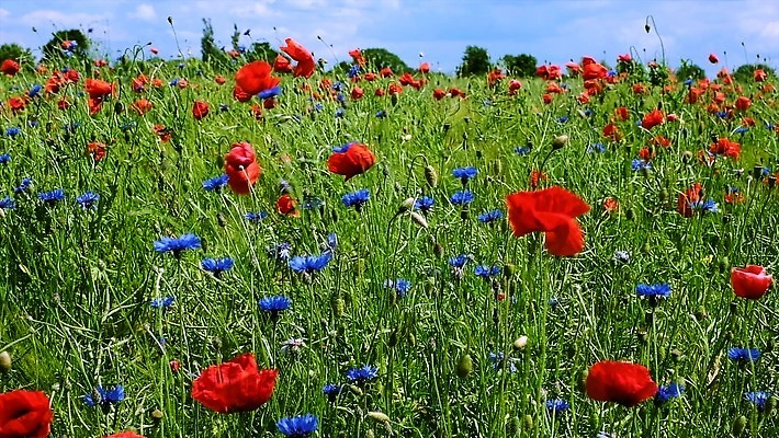 식물 계절 꽃잎 꽃 컬러 백그라운드 잎 꽃무늬 밭 농업 자연 하늘 바람 사람없음 야외 빨간색 초록색 파란색 컬러풀 햇빛 노란색 맑음 봄 벚꽃 시골 신선 개화 허브 흔들림 양귀비 수레국화 4K MOV 해외동영상 클립영상 자연요소 산업 무늬 모션 날씨 태양 생태계 동영상 파일형식
