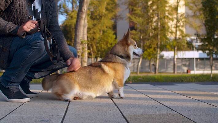 동물 공원 남자 행복 자연 놀이 휴식 함께함 사랑 한명 사람 야외 초록색 친구 반려동물 귀여움 산책 도시 최고 개 먹기 주인 송곳니 내추럴 돌봄 복종 수유 충실 4K MOV 해외동영상 클립영상 1 공공시설 감정 컬러 컨셉 포유류 관계 모션 치아 생태계 동영상 파일형식