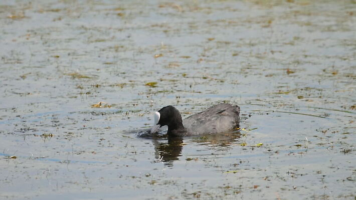 동물 1 야생동물 백그라운드 자연 조류 사람없음 야외 빨간색 물 파란색 뷰티 검은색 수영 흰색 연못 깃털 부리 물새 내추럴 유라시아 MOV 해외동영상 클립영상 자연요소 유럽 아시아 컬러 수상스포츠 생태계 동영상 파일형식