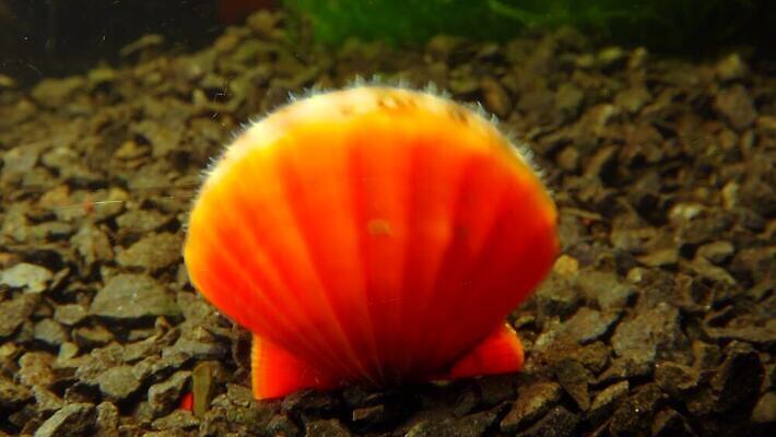 동물 자연 조개 연체동물 사람없음 껍질 가리비 식용 4K 저서생물 MP4 해외동영상 클립영상 어패류 생물 무척추동물 생태계 동영상 파일형식