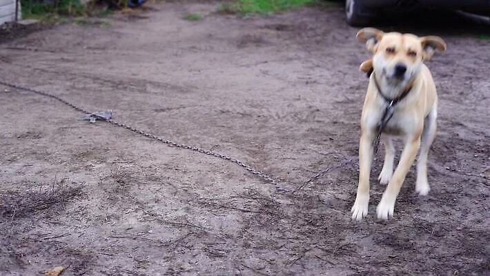 컬러 친절 사람없음 점프 기쁨 개 맛 스마트 긍정 복종 인내 MP4 해외동영상 슬로모션 클립영상 감정 컨셉 포유류 모션 촬영기법 동영상 파일형식
