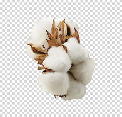 편집 편집이미지 누끼 사람없음 솜 PNG 목화꽃 목화솜 편집소스 꽃 파일형식