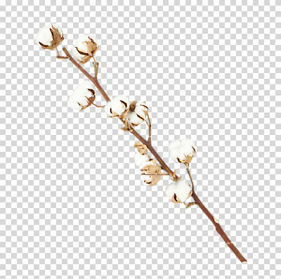 편집 편집이미지 누끼 사람없음 나뭇가지 PNG 목화꽃 목화솜 편집소스 나무 꽃 솜 파일형식