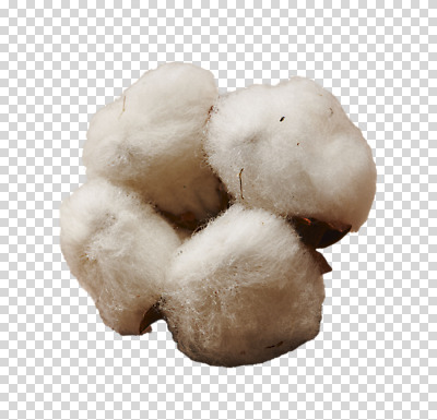 편집 편집이미지 누끼 사람없음 PNG 목화꽃 목화솜 편집소스 꽃 솜 파일형식