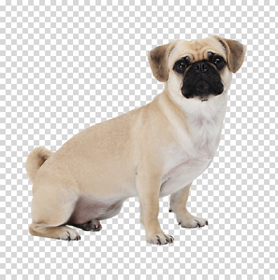 편집 편집이미지 한마리 응시 반려견 누끼 앉기 사람없음 반려동물 개 강아지 PNG 퍼그 편집소스 동물 1 시선 포유류 모션 파일형식