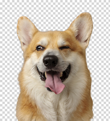편집 편집이미지 한마리 반려견 윙크 입벌림 누끼 사람없음 반려동물 귀여움 개 강아지 PNG 웰시코기 편집소스 동물 1 컨셉 포유류 표정 파일형식