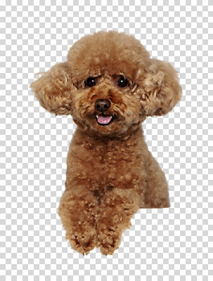 편집 편집이미지 한마리 응시 반려견 누끼 사람없음 반려동물 귀여움 개 강아지 푸들 PNG 편집소스 동물 1 시선 컨셉 포유류 파일형식