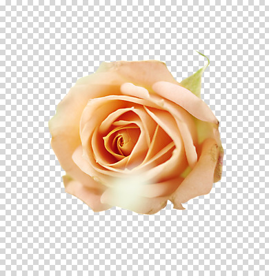 편집 편집이미지 꽃 한송이 누끼 사람없음 장미 PNG 편집소스 식물 1 송이 파일형식