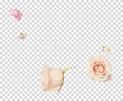 편집 편집이미지 꽃 여러송이 누끼 사람없음 장미 PNG 편집소스 식물 다수 파일형식