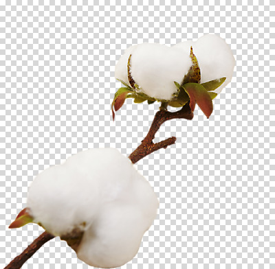 편집 편집이미지 누끼 사람없음 나뭇가지 PNG 목화꽃 목화솜 편집소스 나무 꽃 솜 파일형식