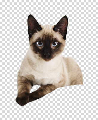 편집 편집이미지 한마리 응시 엎드리기 누끼 사람없음 반려동물 고양이 PNG 샴고양이 편집소스 반려묘 동물 1 시선 포유류 모션 파일형식