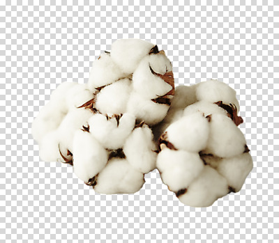 편집 편집이미지 누끼 사람없음 PNG 목화꽃 목화솜 편집소스 꽃 솜 파일형식