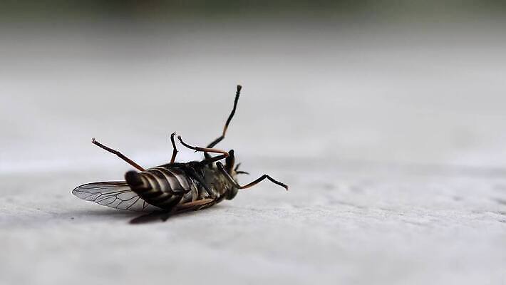 야생동물 곤충 백그라운드 날개 자연 생물 사람없음 야외 빨간색 흰색 죽음 황무지 닫기 해충 벌레 빨다 묘사 트럼펫 살인 고립 농약 위생관리 4K MP4 해외동영상 클립영상 동물 컬러 모션 관리 범죄 금관악기 생태계 동영상 파일형식