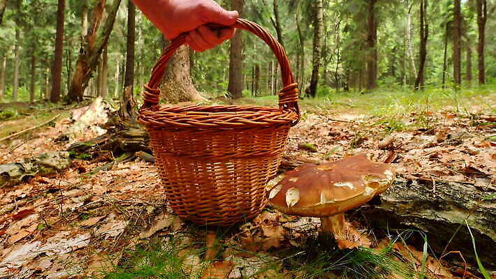 식물 손 유럽 음식 다이어트 재료 건강 이끼 요리 사람없음 식사 봄 줄무늬 가을 신선 숲 검색 유기농 체코 발견 내추럴 그물버섯 숙성 식용 캡모자 4K MOV 해외동영상 클립영상 모자_잡화 웰빙 계절 나라 무늬 신체부위 버섯 동영상 파일형식