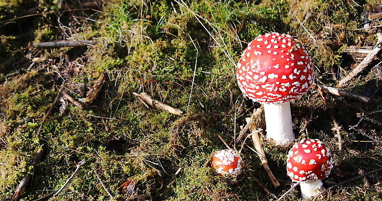 식물 계절 유럽 밭 자연 풍경 사람없음 야외 빨간색 환경 버섯 젖음 가을 소나무 독약 숲 위험 생물학 침엽수 내추럴 곰팡이 독버섯 땅바닥 4K MOV 해외동영상 클립영상 나무 교육 나라 컬러 컨셉 농업 바닥 생태계 동영상 파일형식