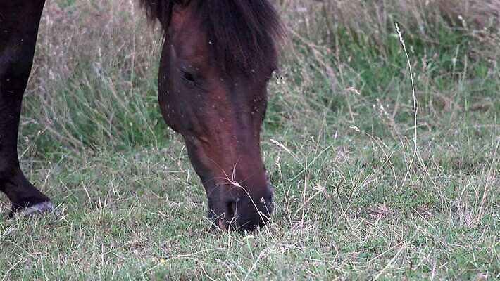 동물 영어 백그라운드 밭 신체 자연 서기 사람없음 야외 옆모습 초록색 울타리 농장 농경지 갈색 봄 목장 시골 레이싱 승마 우아함 승차 방목 순수 내추럴 고립 달리기선수 방목장 유래 4K 순혈 MP4 해외동영상 클립영상 문자 계절 스포츠 뷰포인트 컬러 컨셉 농업 모션 시합 담장 축산업 생태계 육상선수 동영상 파일형식