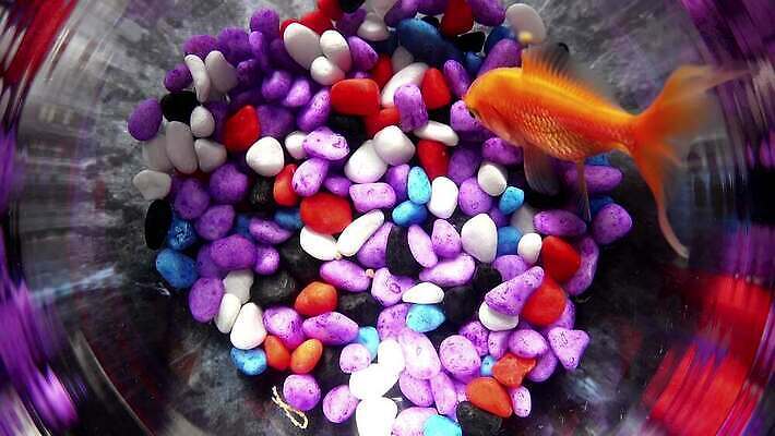 동물 바다 컬러 백그라운드 컨셉 오렌지 모션 자연 유리 어류 사람없음 물 반려동물 달리기 점프 수중 수영 자유 도전 흰색 신선 투명 액체 사발 황금 떨어짐 작음 어항 탈출 눈금 꼬리 금붕어 탱크 지느러미 수족관 잉어 고립 무료 스플래쉬 4K MP4 해외동영상 클립영상 자연요소 과일 재질 수중동물 수상스포츠 사기그릇 크기 생태계 동영상 파일형식