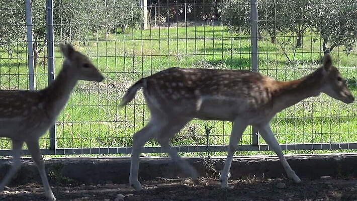 동물 포유류 뿔 사람없음 농장 가축 동물상 아기사슴 MOV 해외동영상 클립영상 새끼 농업 사슴 조형물 동영상 파일형식