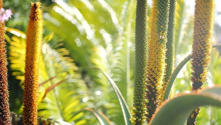 식물 꽃 화초 꽃무늬 선인장 사람없음 장식 노란색 미국 활발 사막 다양 벚꽃 신선 황무지 황금 닫기 약초 수분 캘리포니아 상록수 애리조나 강렬 다육식물 알로에 오리지널 이국적 카피스페이스 억울 4K 건조기후 MP4 해외동영상 클립영상 감정 컬러 다수 컨셉 북아메리카 무늬 모션 공백 풀 동영상 파일형식