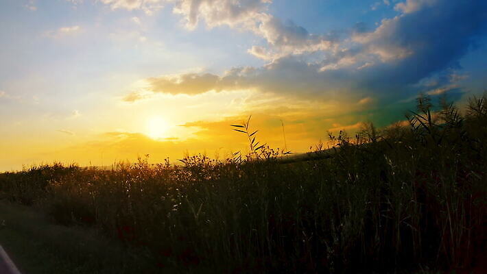 식물 계절 산업 백그라운드 농업 자연 지팡이 하늘 사람없음 초록색 농작물 농장 농경지 환경 농사 일몰 수확 성장 시골 휘발유 농부 땅 설탕 연료 브라질 내추럴 바이오 밭일 줄서기 사탕수수 4K MOV 해외동영상 클립영상 직업 컬러 모션 노을 남아메리카 석유 생태계 동영상 파일형식