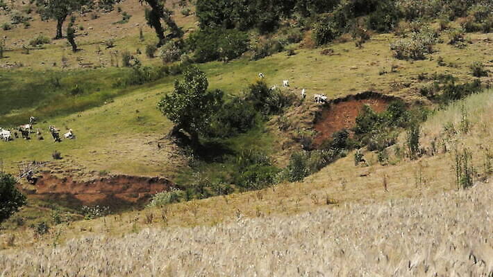 동물 어린이 밭 농업 포유류 아프리카 자연 한명 사람 소년 야외 농장 마을 가축 시골 소 양치기 군중 에티오피아 MOV 해외동영상 클립영상 직업 1 남자 나라 산업 생태계 동영상 파일형식
