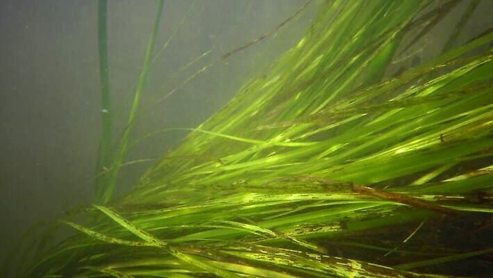 식물 야생동물 모션 자연 사람없음 초록색 강 수중 흐름 해조류 흔들림 광합성 산화 4K 수중영상 MP4 해외동영상 클립영상 동물 컬러 컨셉 해양식물 생태계 동영상 파일형식