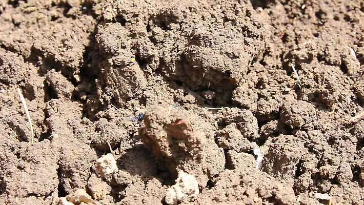 식물 공원 곤충 잎 밭 절지류 날개 안테나 사람없음 머리 사막 감각 벌레 큼 흉부 딱정벌레 내추럴 기어가기 땅파기 MOV 해외동영상 클립영상 동물 공공시설 농업 통신 모션 신체부위 호흡기관 크기 동영상 파일형식