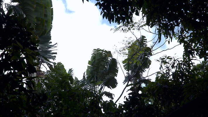 나무 식물 구름 잎 자연 하늘 바람 따뜻함 풍경 사람없음 야자수 숲 공터 모리셔스 이국적 MOV 해외동영상 클립영상 자연요소 날씨 생태계 동영상 파일형식